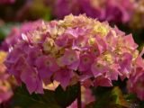 Sådan får du dine Hydrangea til at blomstre hele sommeren