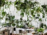 Hængeplanter i køkkenet: De bedste valg til at opgradere dit madlavningsspace